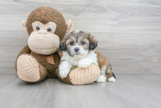 Fluffy Teddy Bear Designer Pup