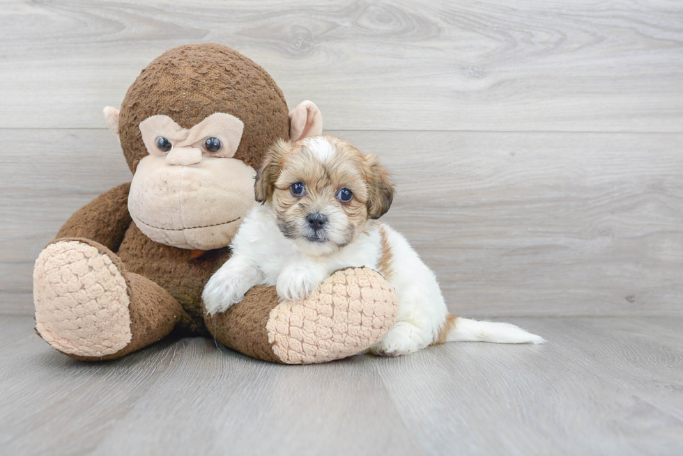 Teddy Bear Pup Being Cute