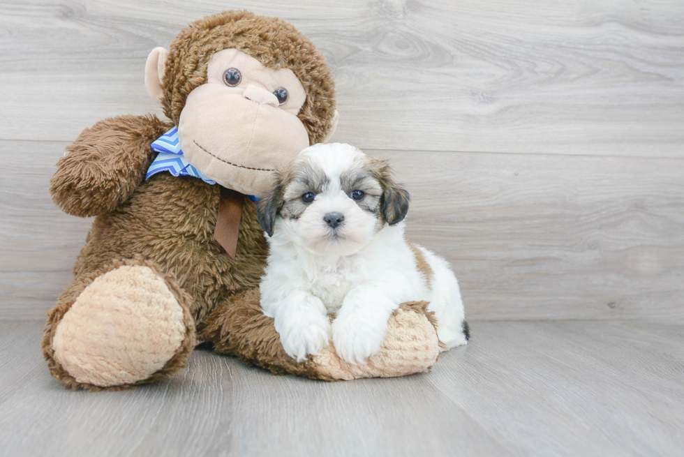 Happy Teddy Bear Baby