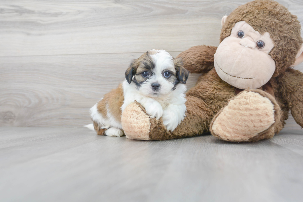 Cute Teddy Bear Designer Pup