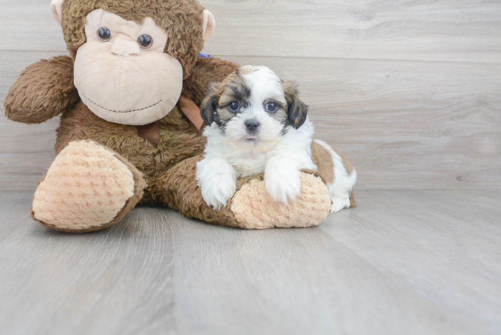 Teddy Bear Pup Being Cute