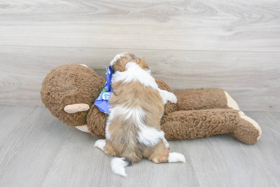 Cute Teddy Bear Baby