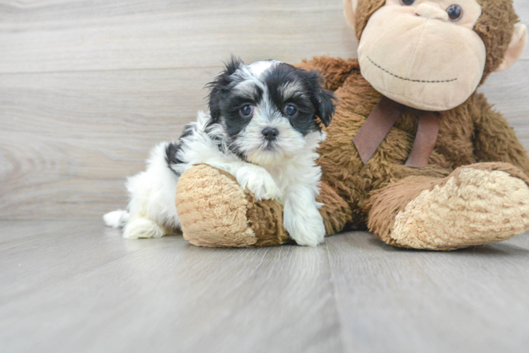 Teddy Bear Pup Being Cute