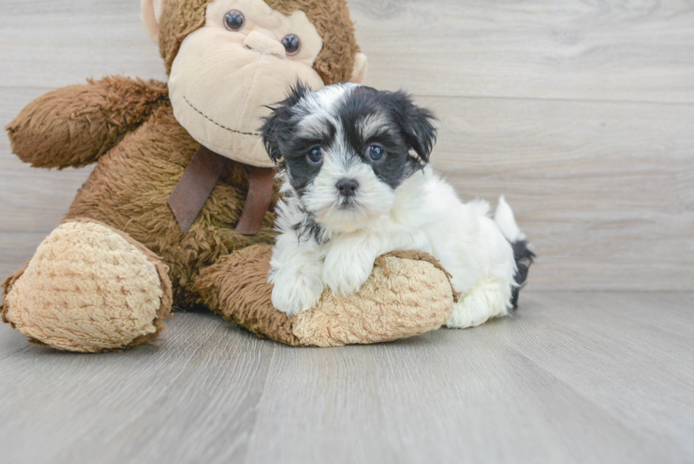 Teddy Bear Pup Being Cute