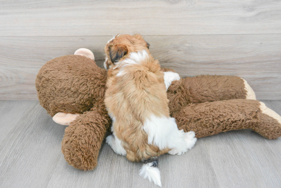 Fluffy Teddy Bear Designer Pup