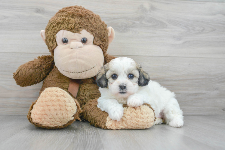 Teddy Bear Pup Being Cute