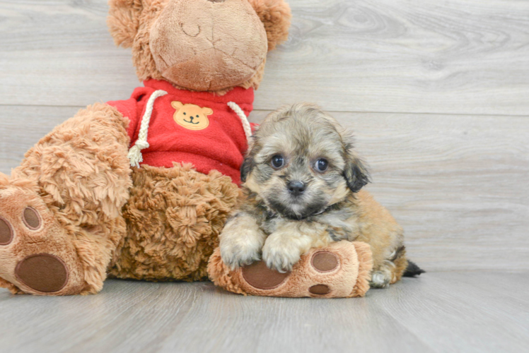 Best Teddy Bear Baby