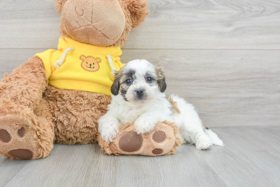 Teddy Bear Puppy for Adoption