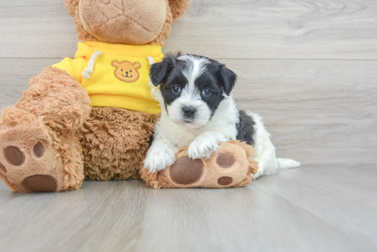 Teddy Bear Puppy for Adoption