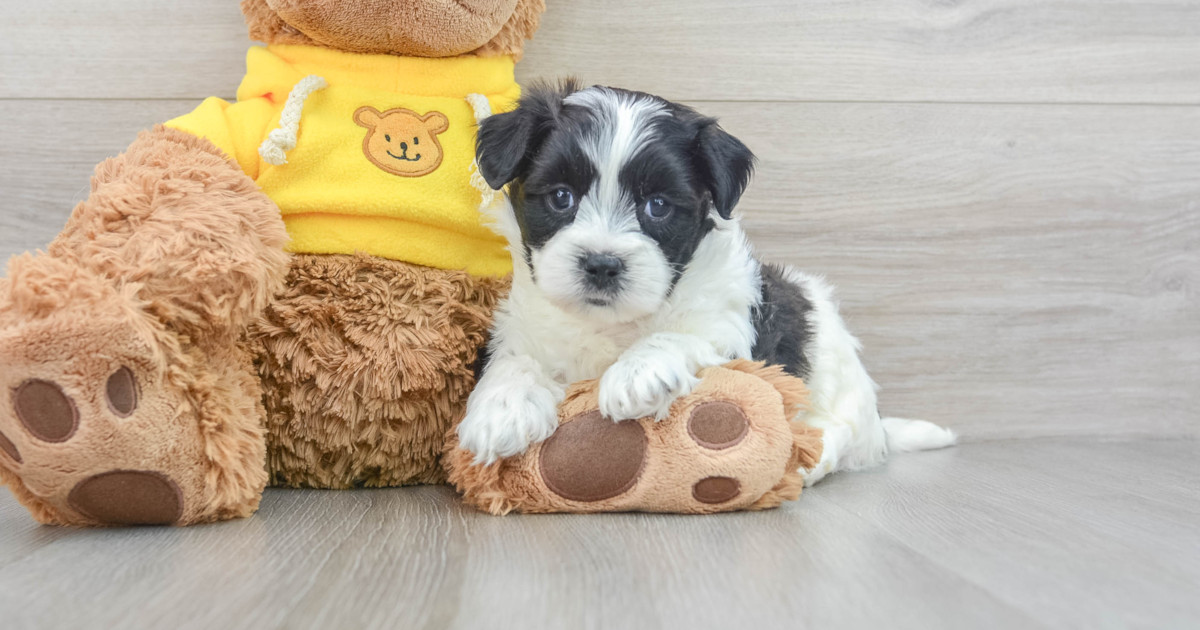 Smart Teddy Bear Owen: 5lb 10oz Designer Puppy