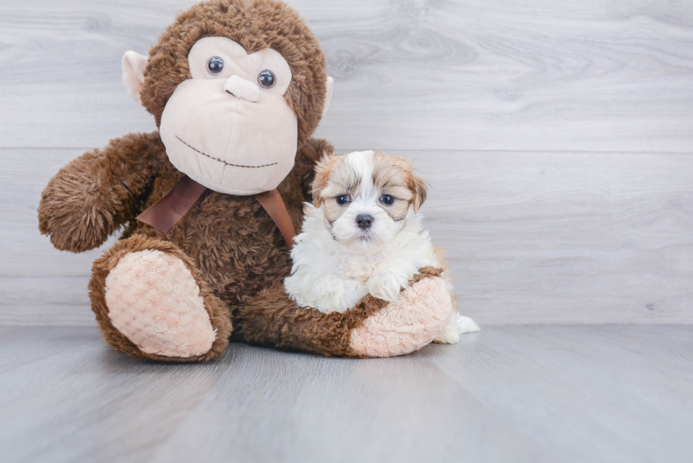 Teddy Bear Pup Being Cute