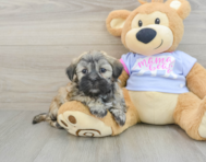 7 week old Teddy Bear Puppy For Sale - Premier Pups
