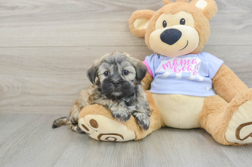 7 week old Teddy Bear Puppy For Sale - Premier Pups