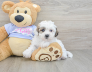 9 week old Teddy Bear Puppy For Sale - Premier Pups