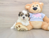 7 week old Teddy Bear Puppy For Sale - Premier Pups