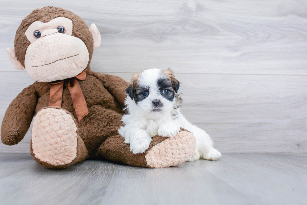 Teddy Bear Pup Being Cute