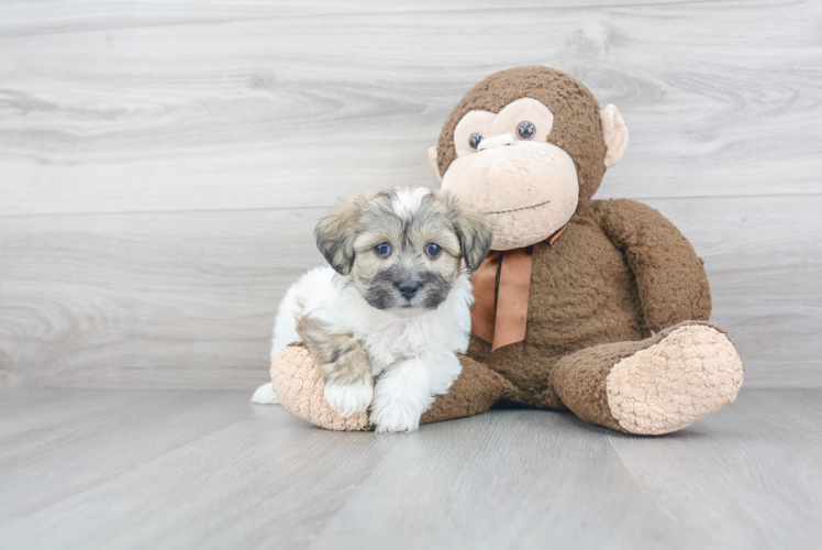 Teddy Bear Pup Being Cute