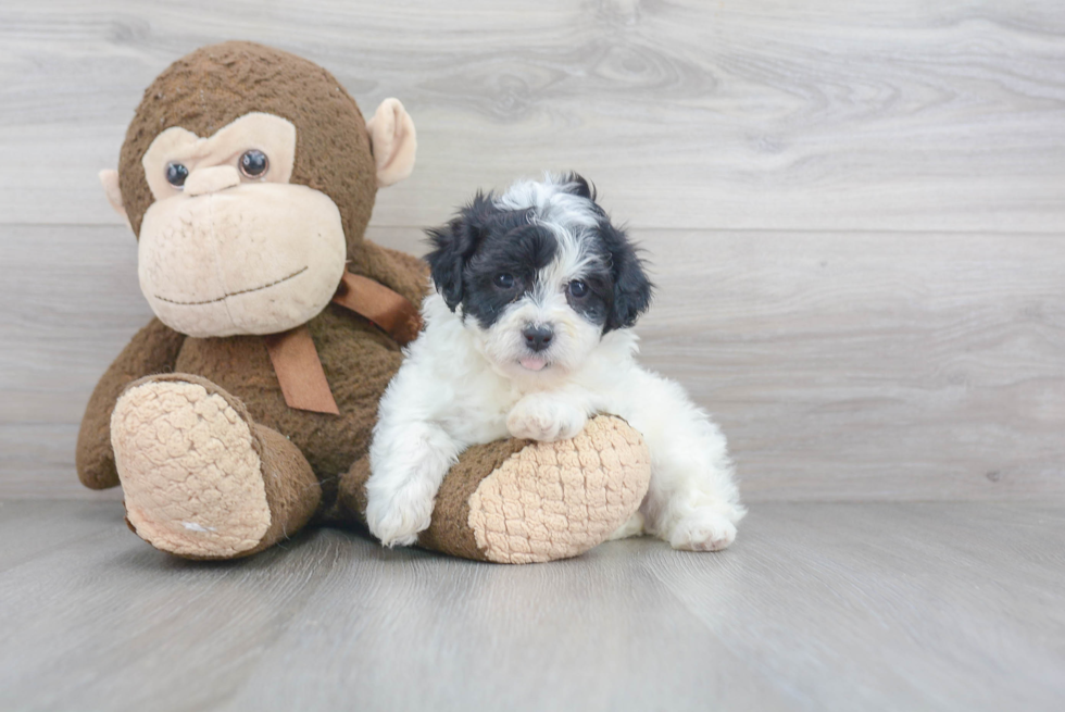 Energetic Shichon Designer Puppy