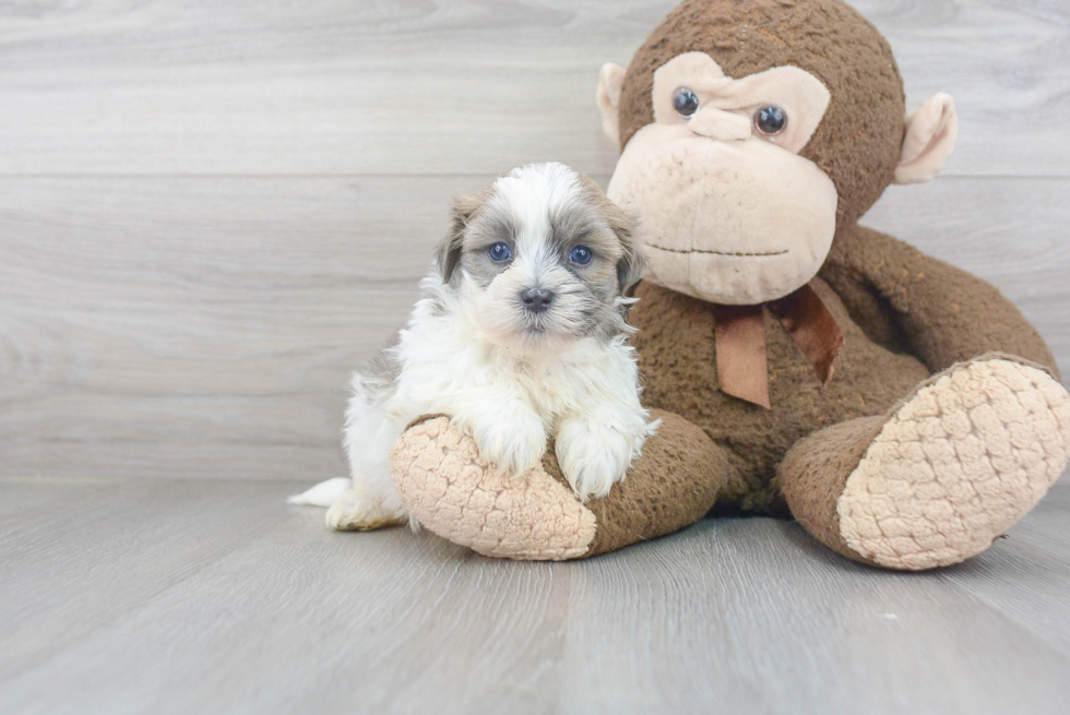 Teddy Bear Puppy for Adoption