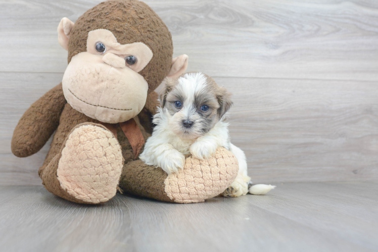 Cute Teddy Bear Baby