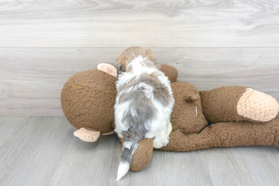 Teddy Bear Puppy for Adoption