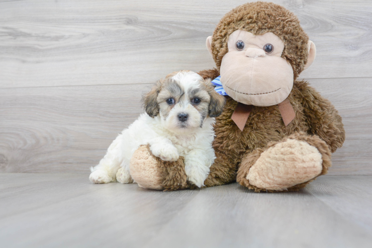 Teddy Bear Pup Being Cute