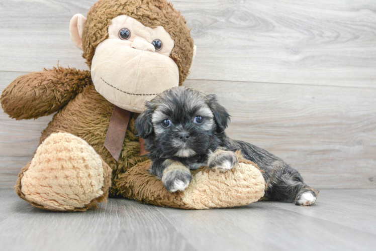 Teddy Bear Pup Being Cute