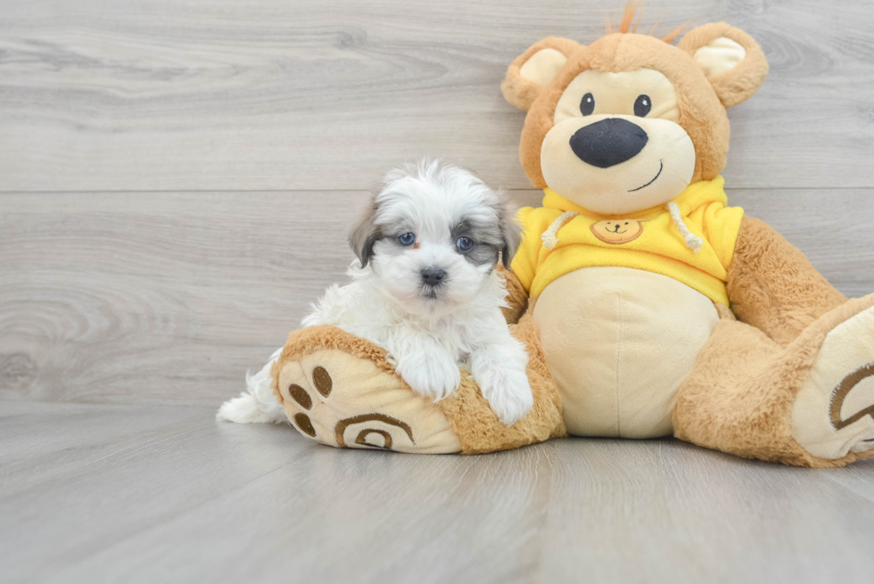 Fluffy Teddy Bear Designer Pup