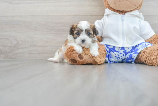 Teddy Bear Pup Being Cute