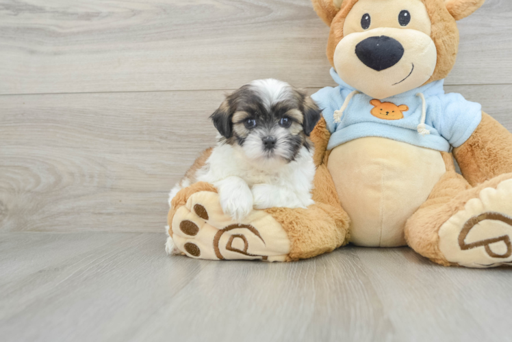 Teddy Bear Puppy for Adoption