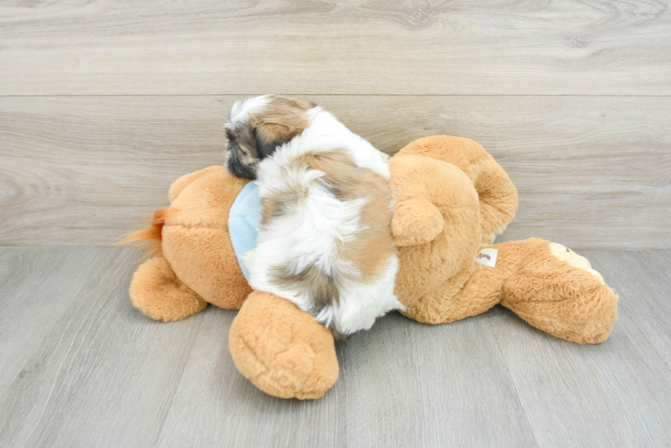 Best Teddy Bear Baby