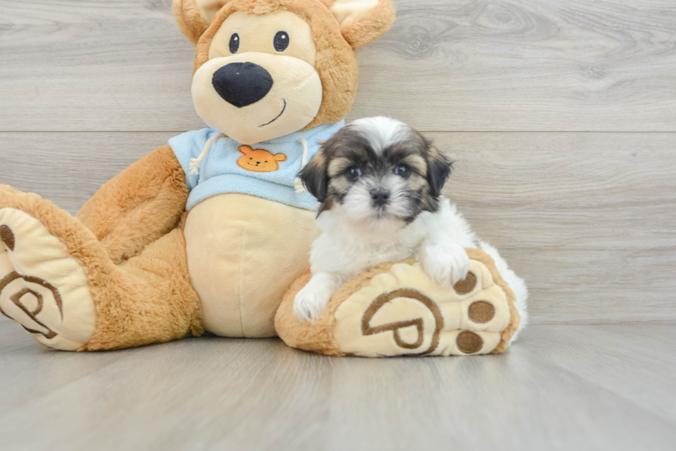 Best Teddy Bear Baby