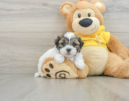 8 week old Teddy Bear Puppy For Sale - Premier Pups