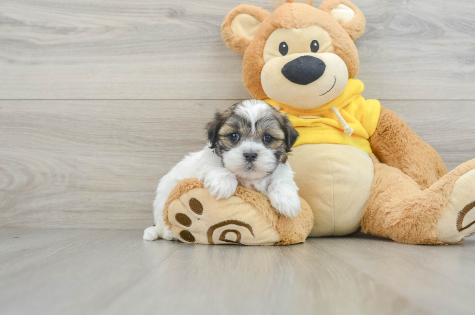 8 week old Teddy Bear Puppy For Sale - Premier Pups