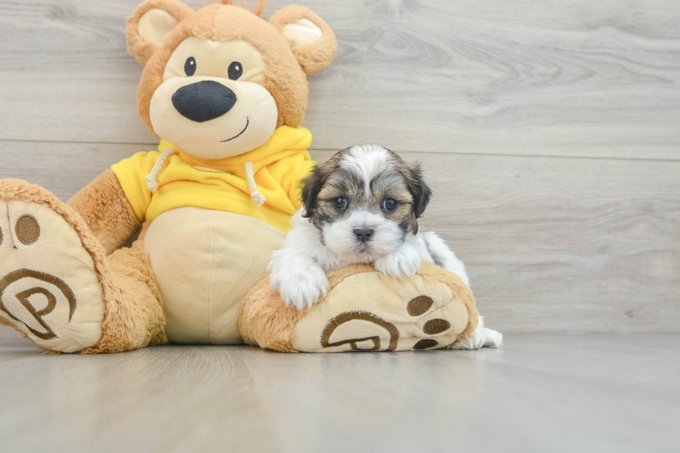 Teddy Bear Pup Being Cute