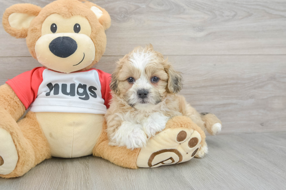 6 week old Teddy Bear Puppy For Sale - Premier Pups