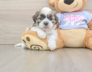 5 week old Teddy Bear Puppy For Sale - Premier Pups