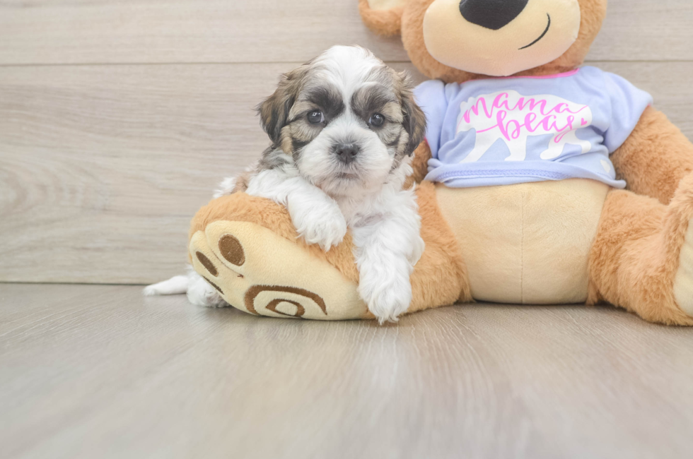 6 week old Teddy Bear Puppy For Sale - Premier Pups