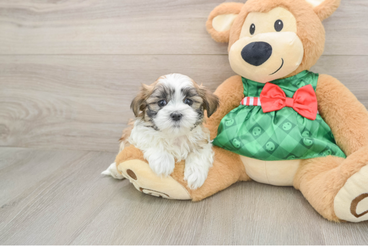 Teddy Bear Pup Being Cute