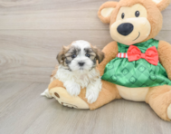 5 week old Teddy Bear Puppy For Sale - Premier Pups