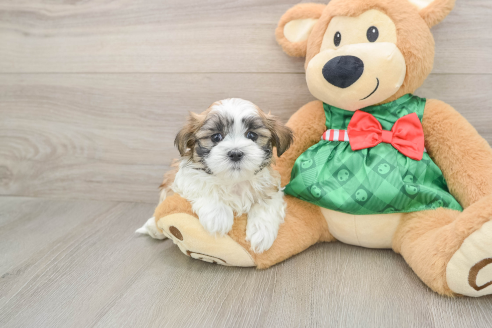 Teddy Bear Pup Being Cute