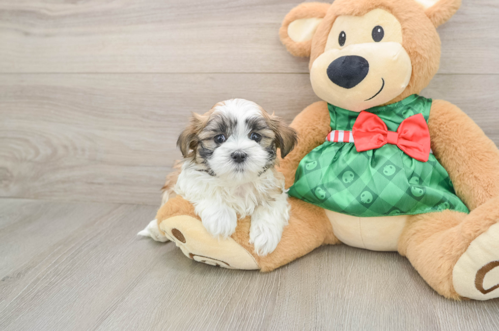 5 week old Teddy Bear Puppy For Sale - Premier Pups