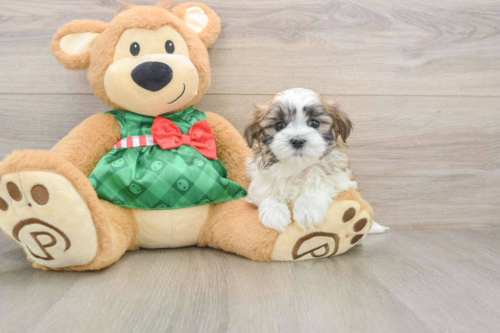 Cute Teddy Bear Baby