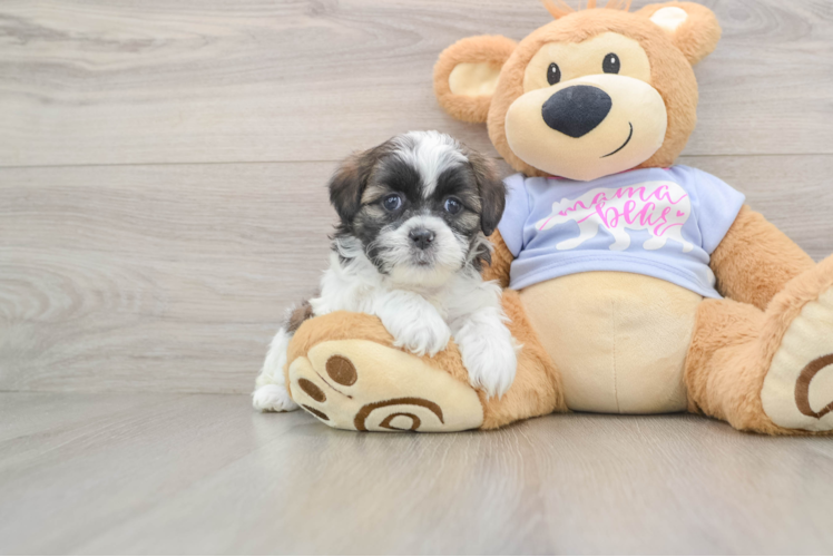 Teddy Bear Pup Being Cute