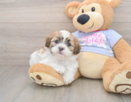 5 week old Teddy Bear Puppy For Sale - Premier Pups