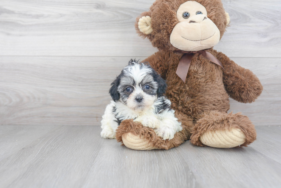 Happy Teddy Bear Baby