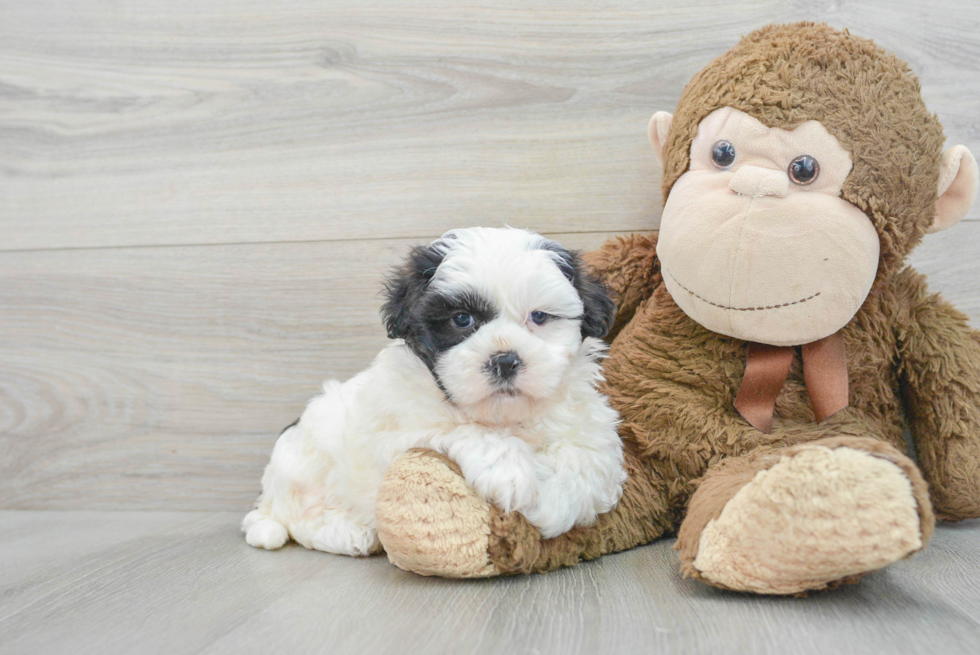 Teddy Bear Puppy for Adoption