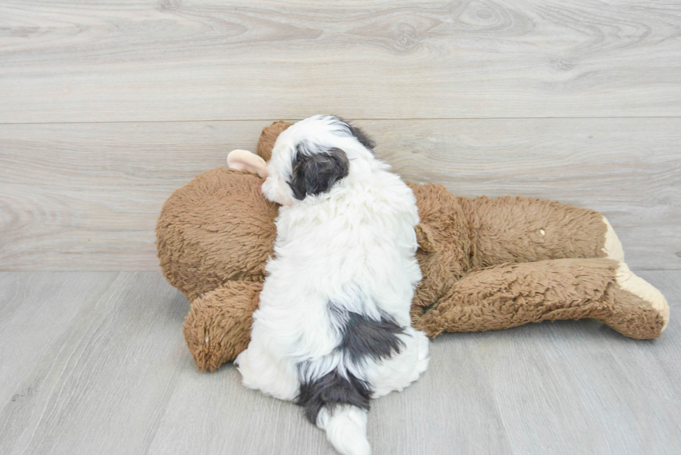 Petite Teddy Bear Designer Pup