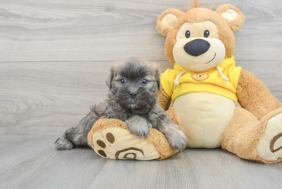 Teddy Bear Puppy for Adoption