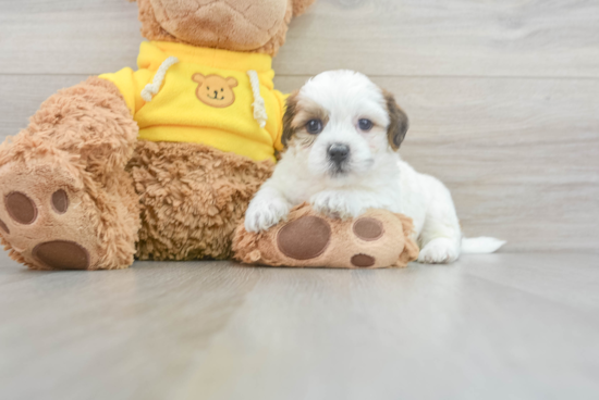 Popular Teddy Bear Designer Pup